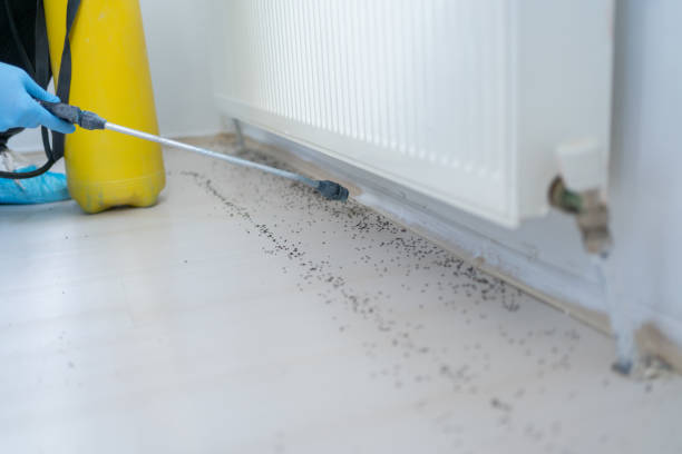 Best Flea Control Services  in Plymouth Meeting, PA